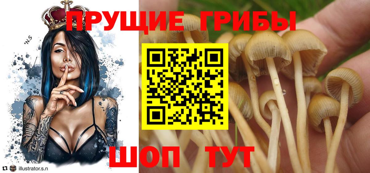 Псилоцибиновые грибы GOLDEN TEACHER Нефтекумск